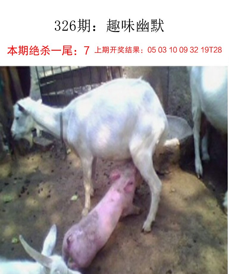 2024326期趣味幽默