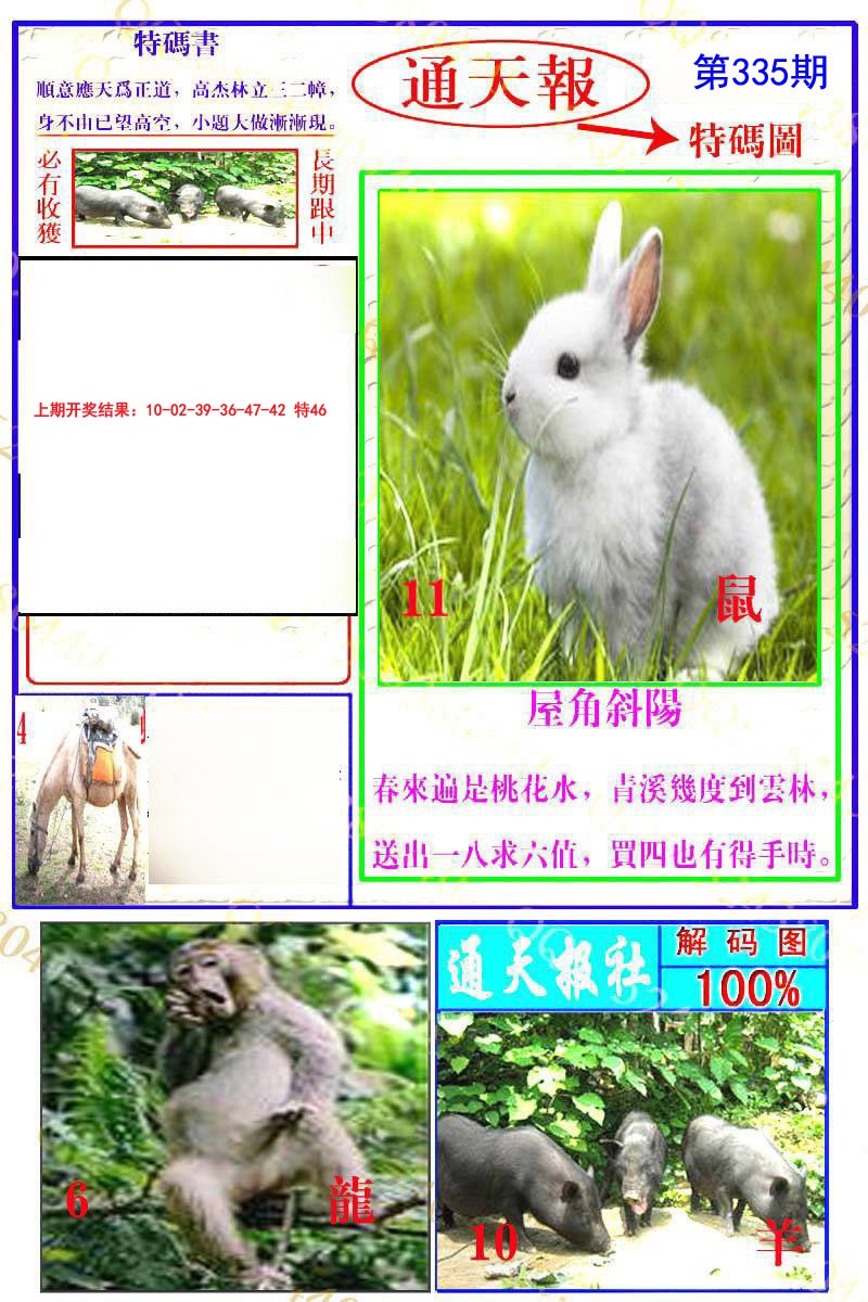 2024335期通天特解图