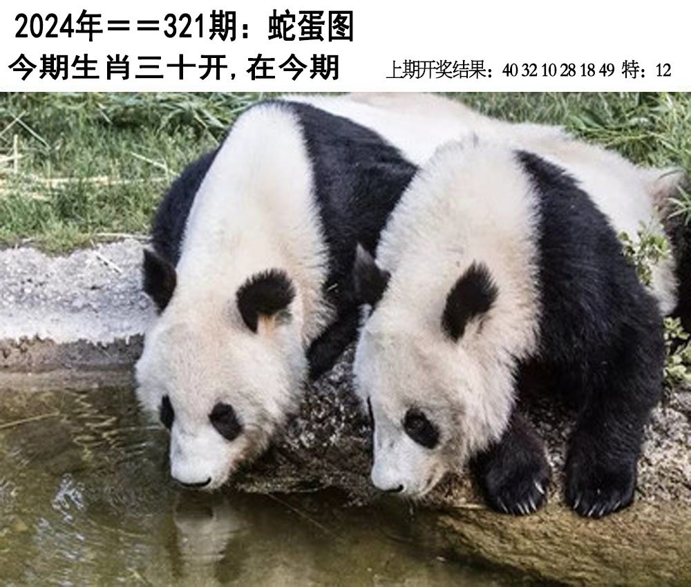 2024321期另版蛇蛋图