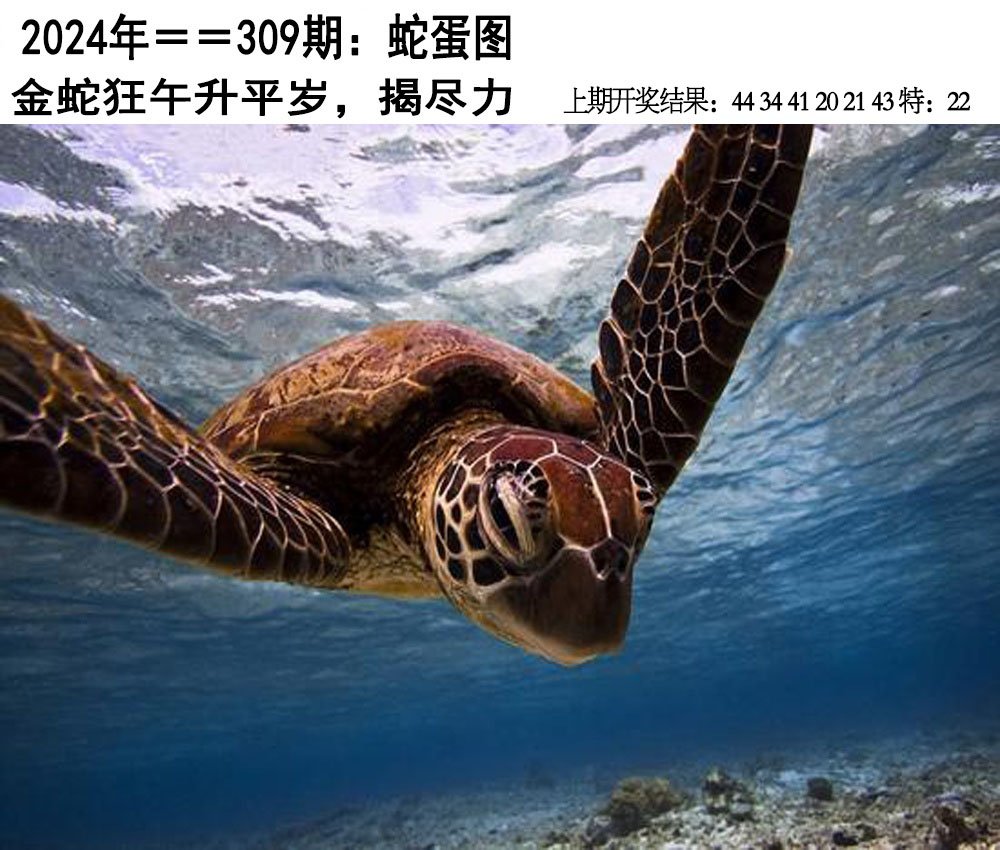 2024309期另版蛇蛋图