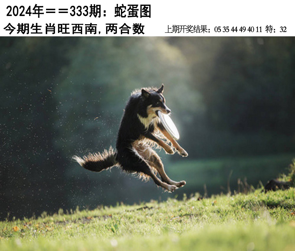 2024333期另版蛇蛋图