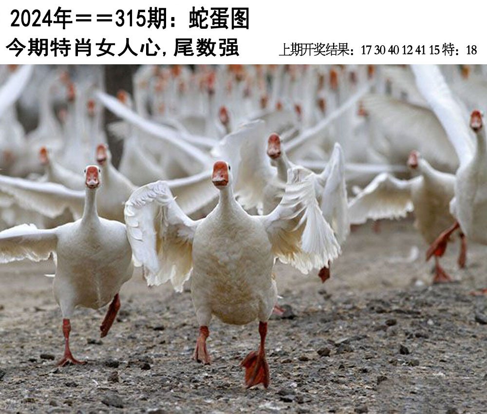 2024315期另版蛇蛋图