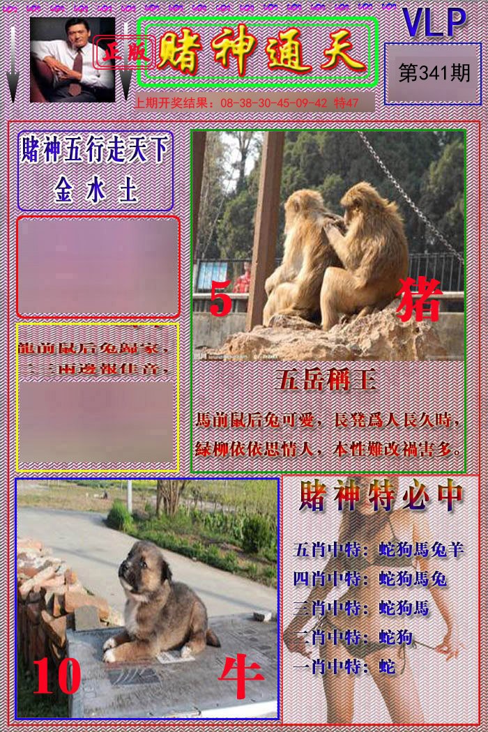 2024341期赌神通天报