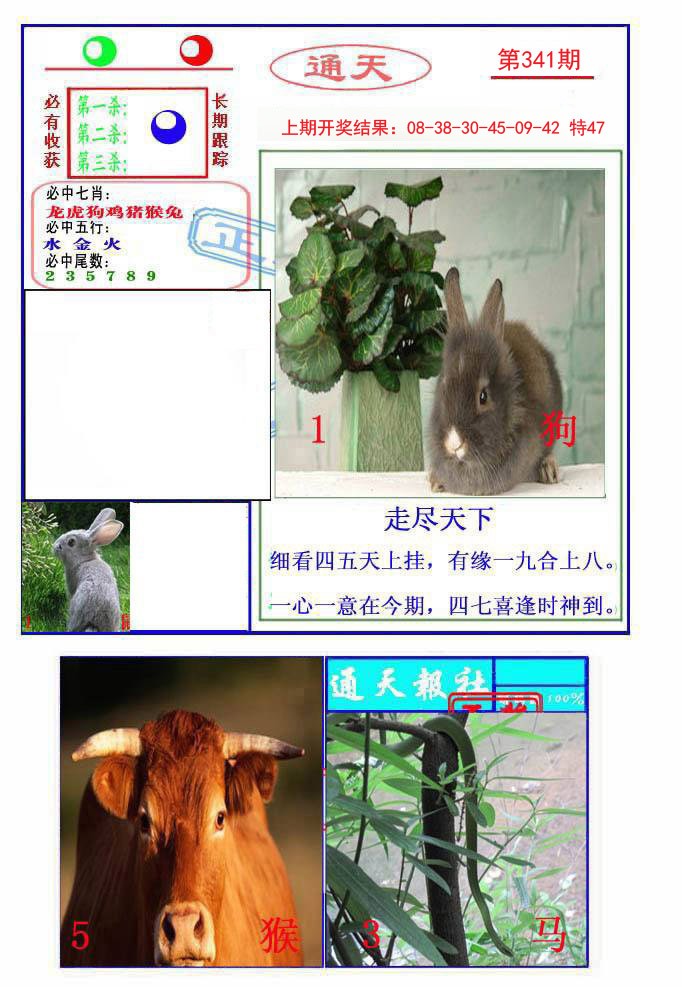 2024341期通天杀波图2