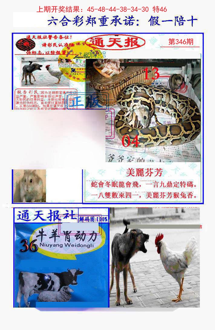 2024346期假一陪十通天报