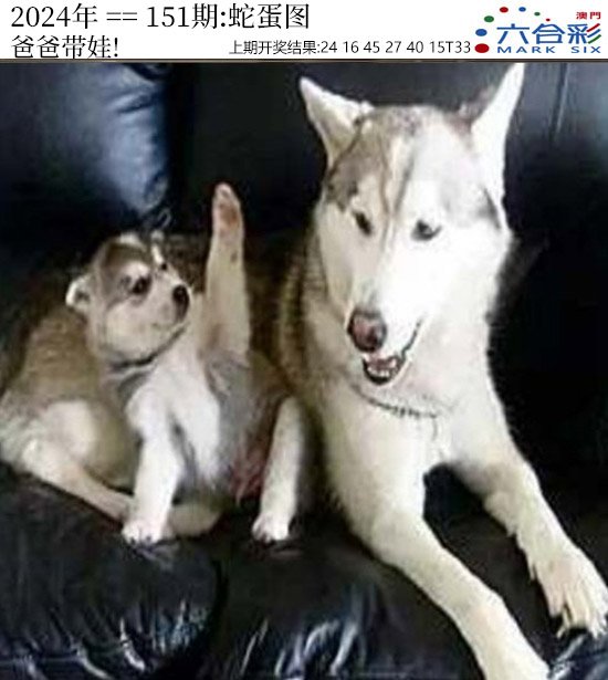 2024151期正版蛇蛋图