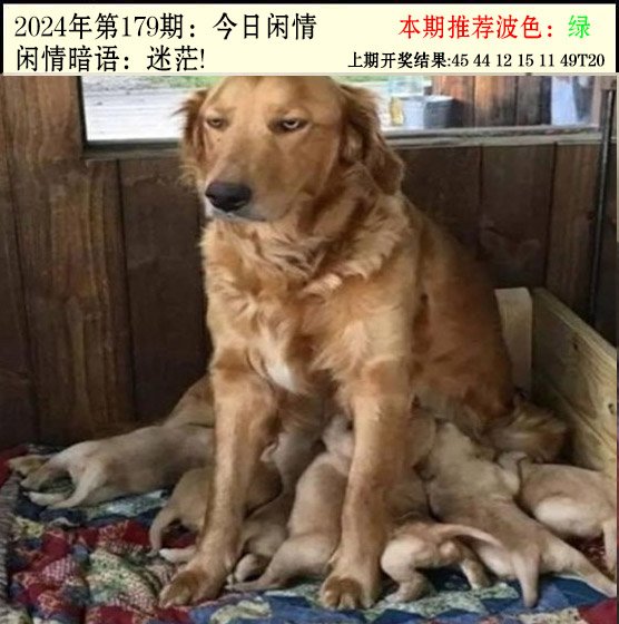 2024179期今日闲情2