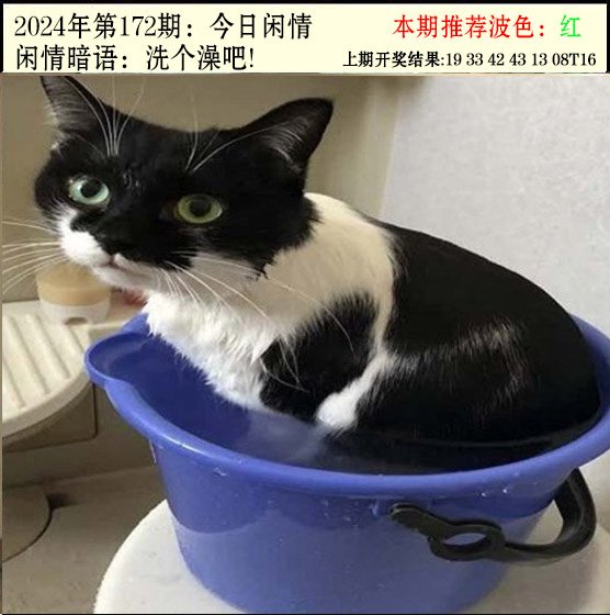 2024172期今日闲情2