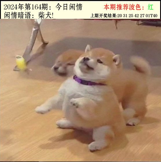 2024164期今日闲情2