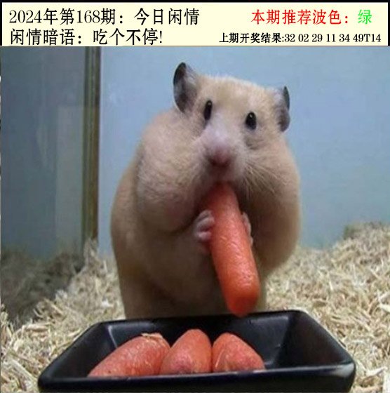 2024168期今日闲情2