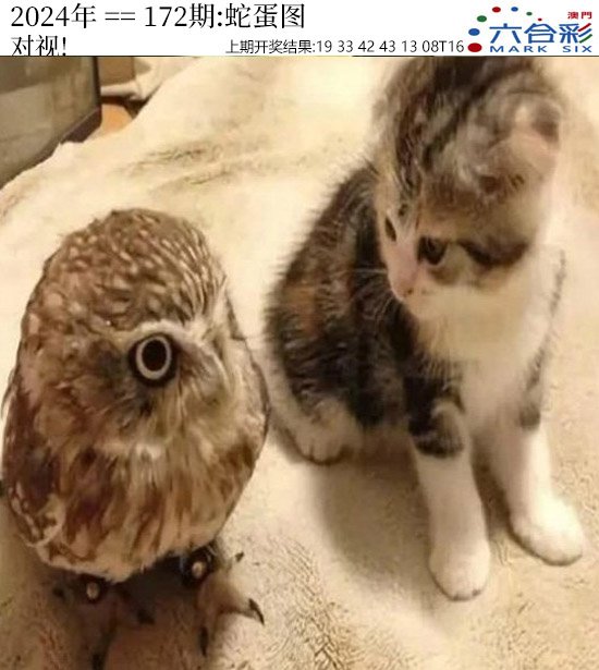 2024172期正版蛇蛋图