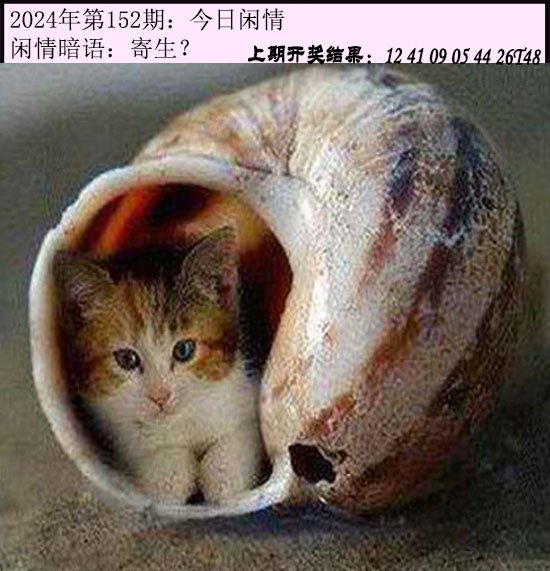 2024152期今日闲情