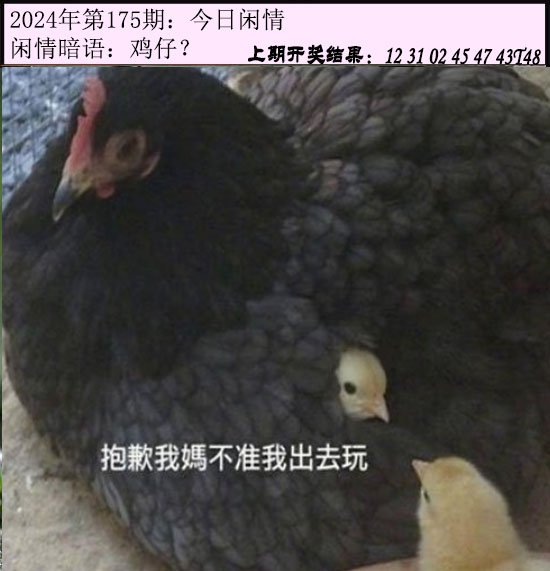 2024175期今日闲情