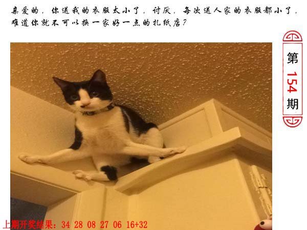 2024154期澳门生活幽默