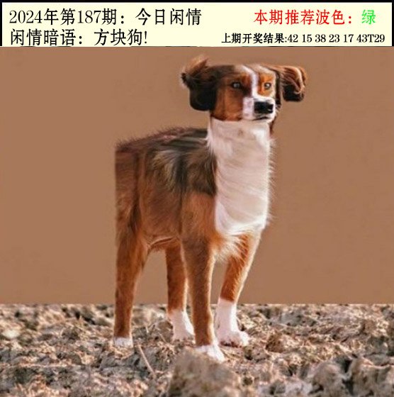 2024187期今日闲情2