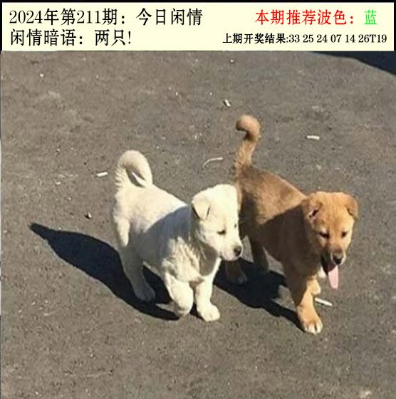 2024211期今日闲情2