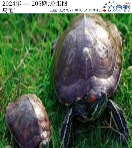 2024205期正版蛇蛋图