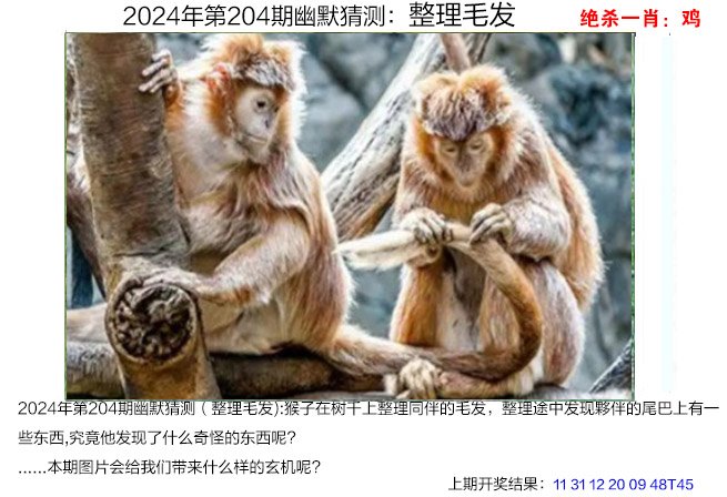 2024204期幽默猜测