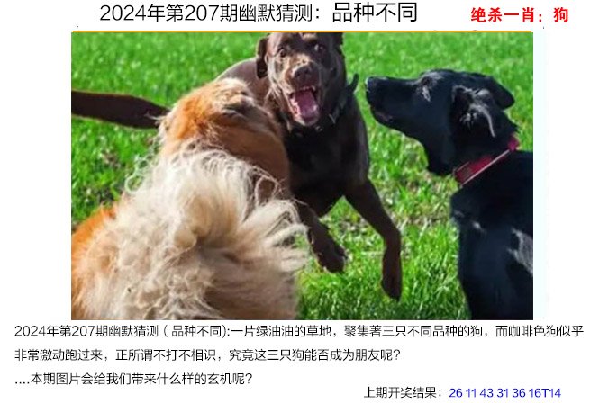 2024207期幽默猜测