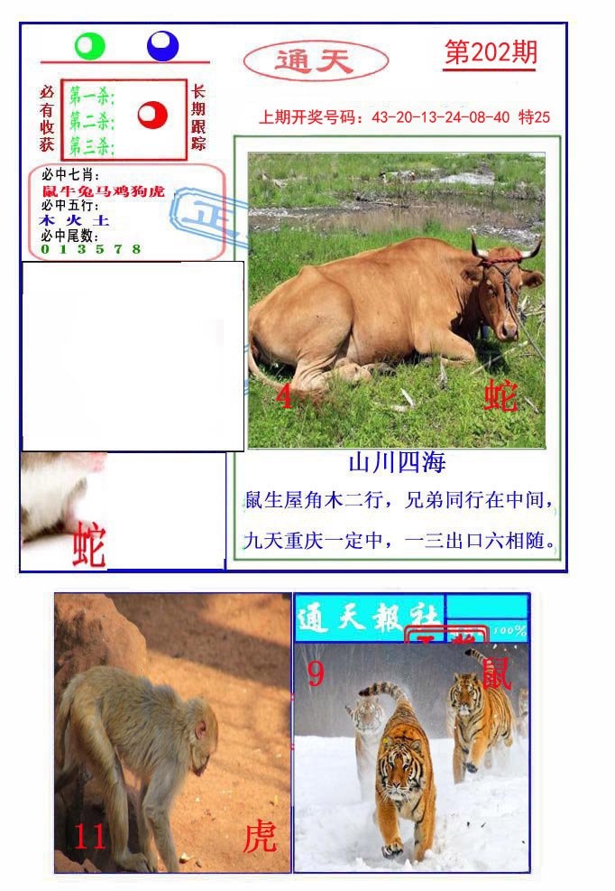 2024202期通天杀波图2