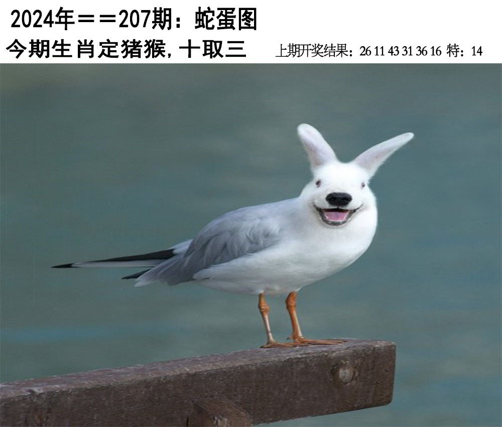 2024207期另版蛇蛋图