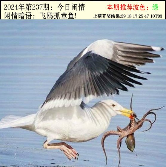 2024237期今日闲情2