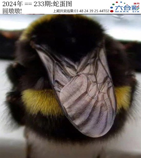 2024233期正版蛇蛋图