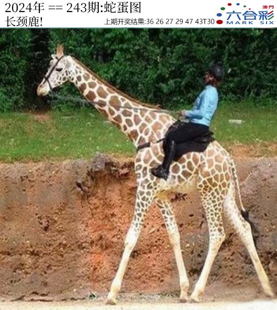 2024243期正版蛇蛋图