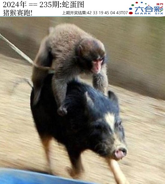 2024235期正版蛇蛋图