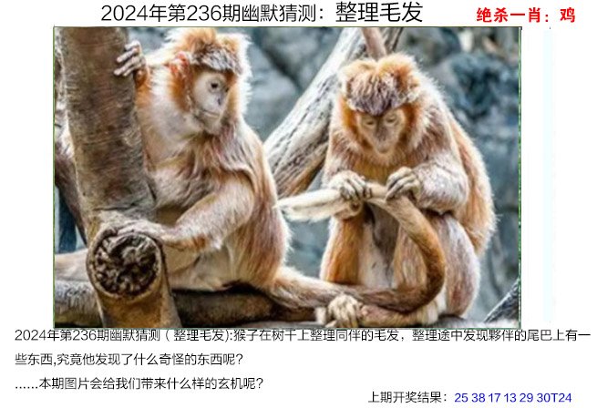 2024236期幽默猜测