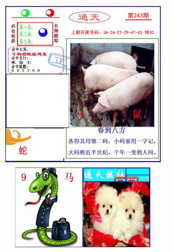 2024243期通天杀波图2