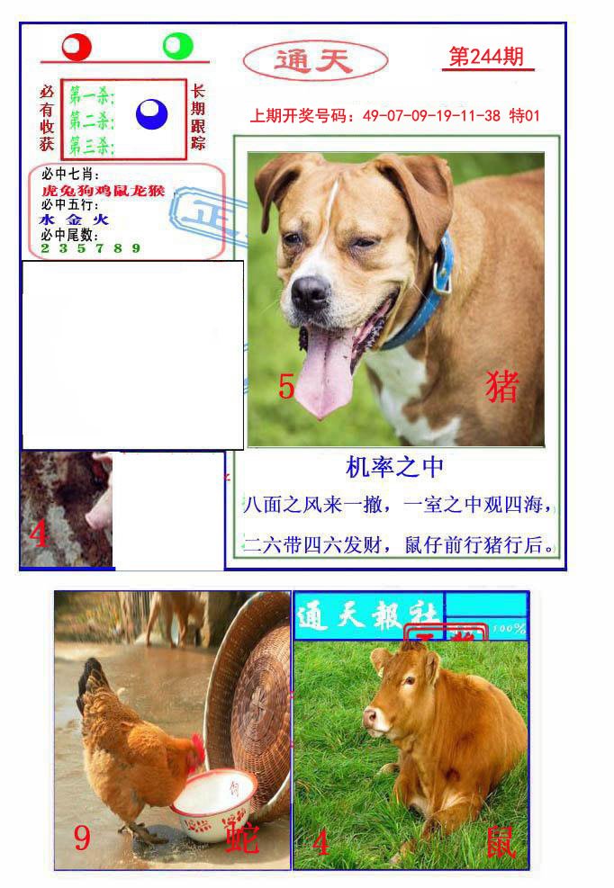2024244期通天杀波图2