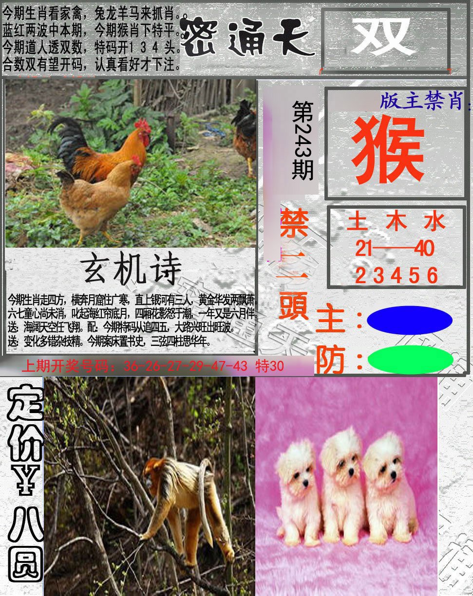 2024243期密通天