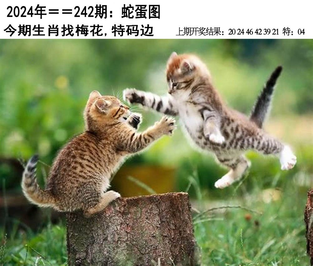 2024242期另版蛇蛋图