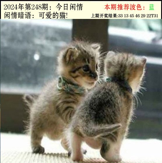2024248期今日闲情2