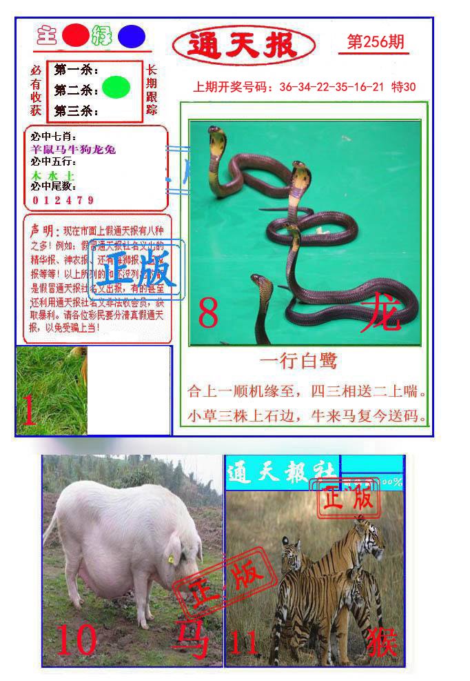 2024256期通天杀波图1