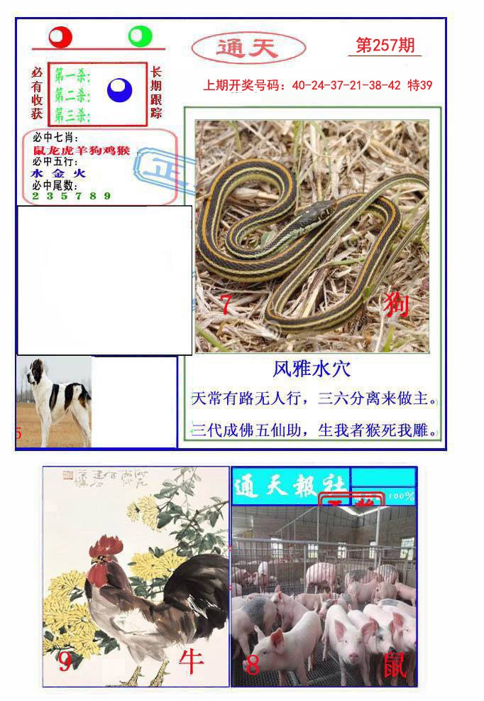 2024257期通天杀波图2