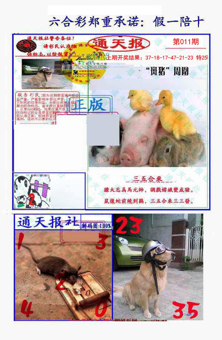 2025011期假一陪十通天报