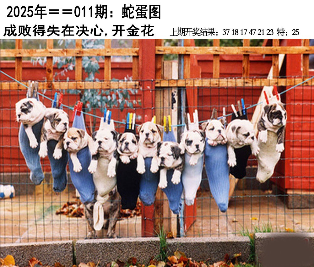 2025011期另版蛇蛋图