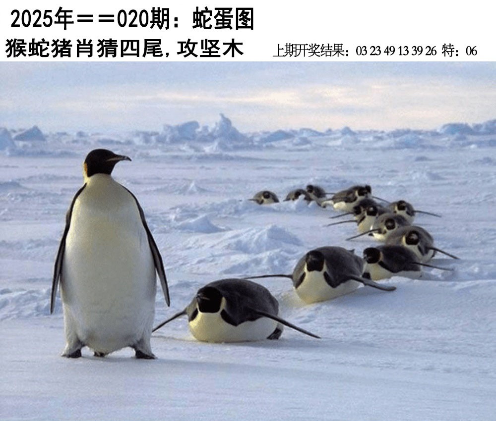 2025020期另版蛇蛋图