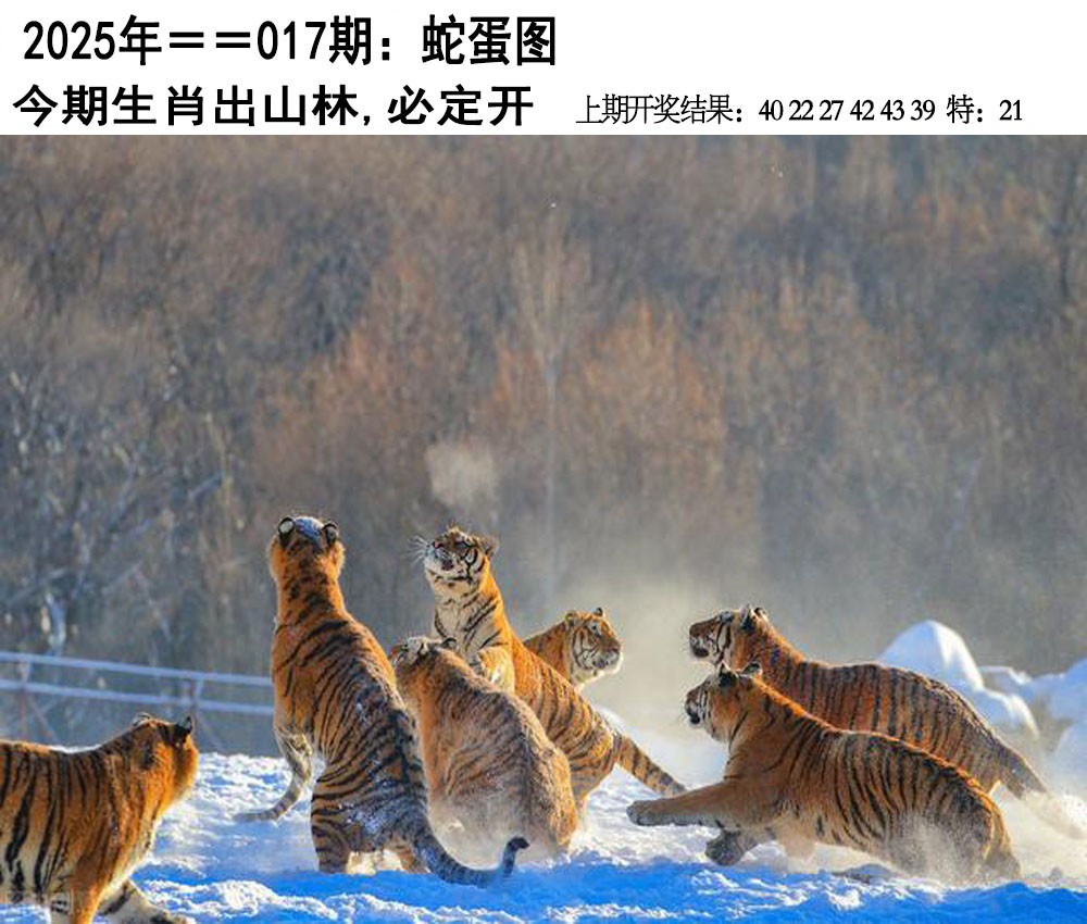 2025017期另版蛇蛋图