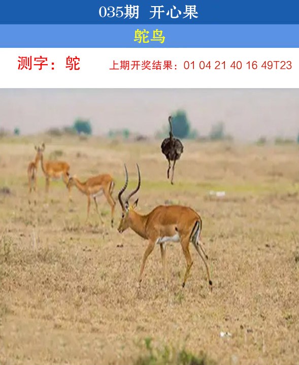 2025035期开心果