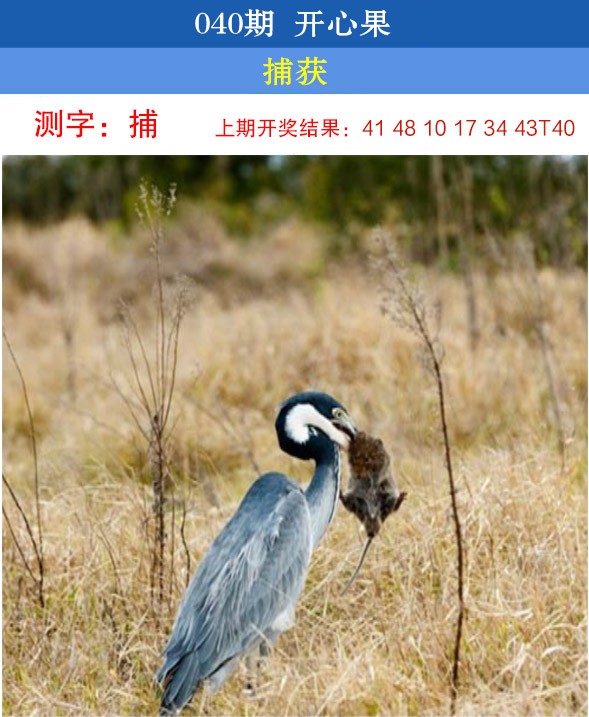 2025040期开心果