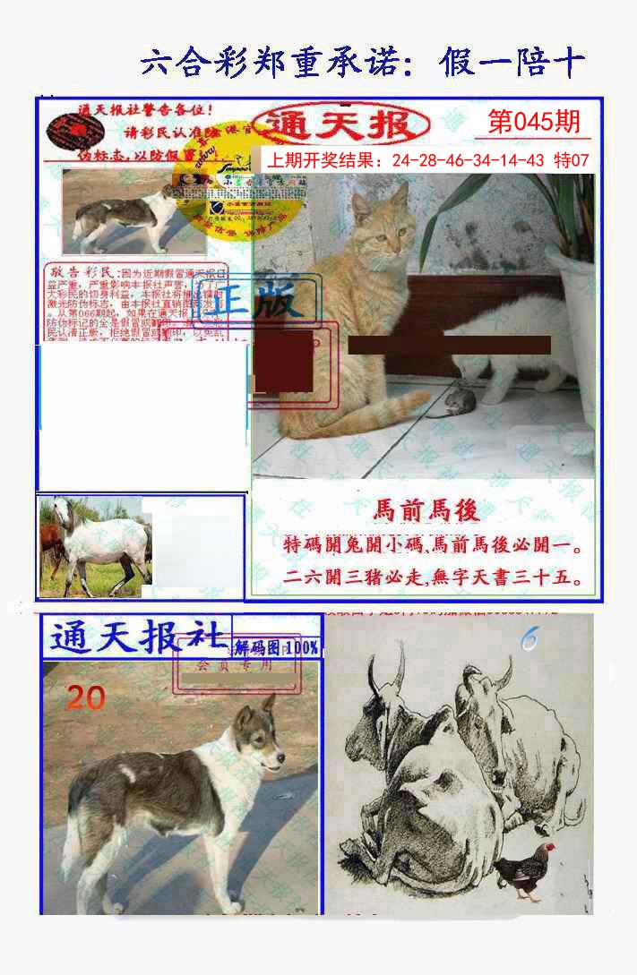 2025045期假一陪十通天报