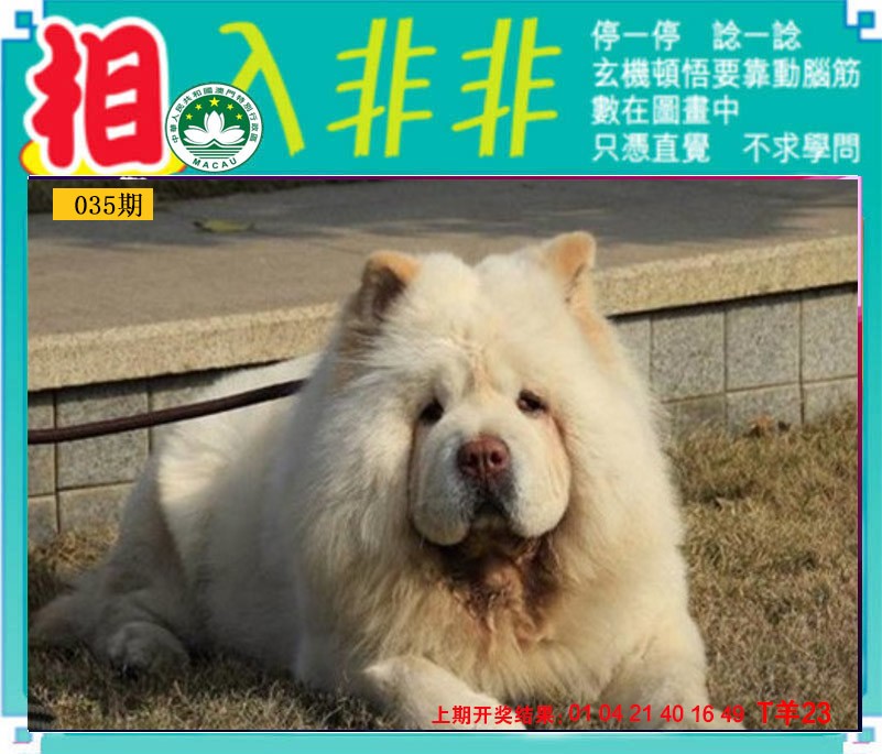2025035期相入非非