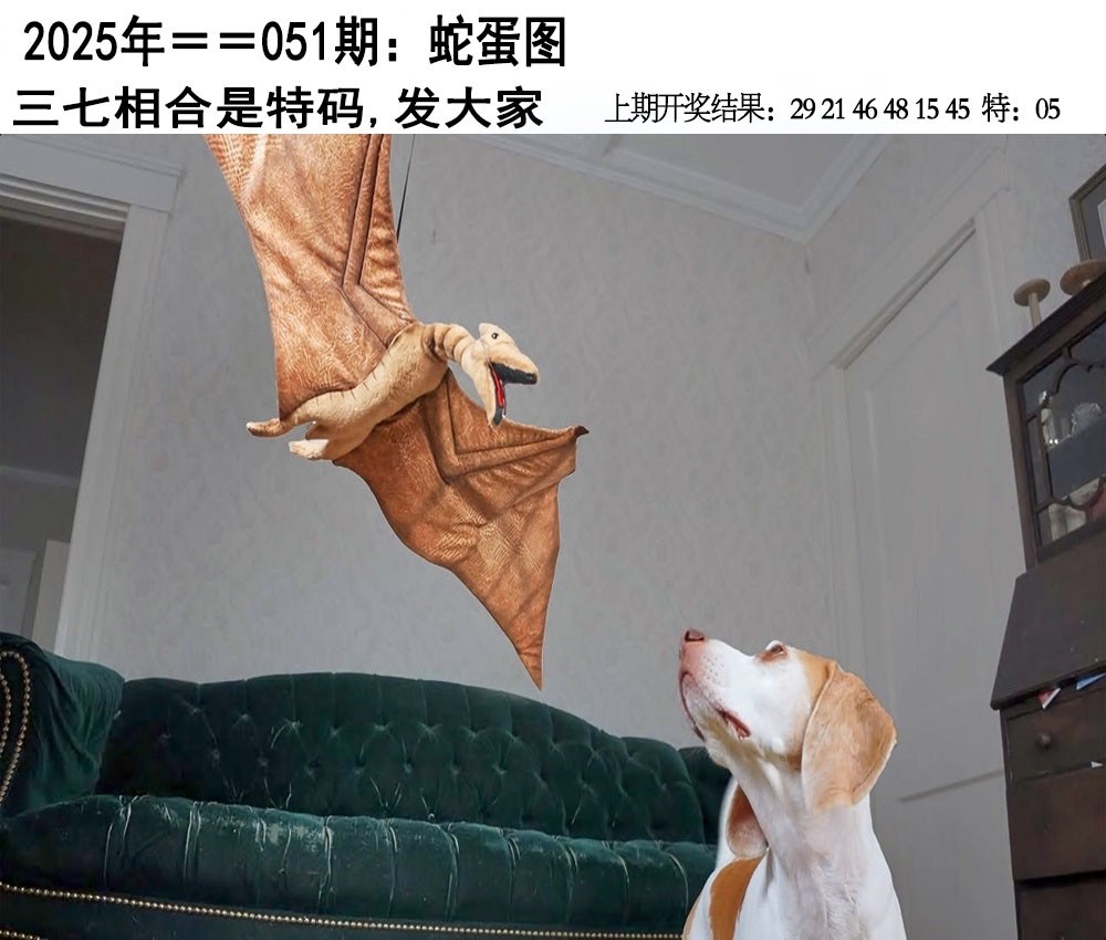 2025051期另版蛇蛋图
