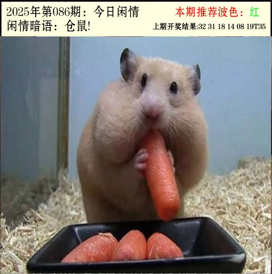 2025086期今日闲情2