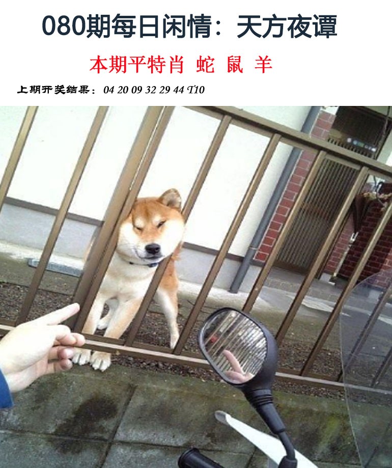 2025080期每日闲情