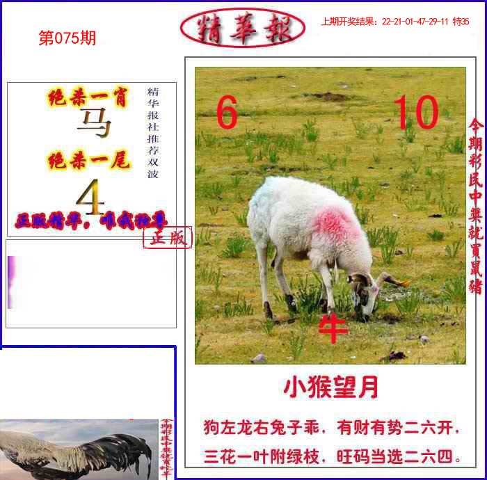 2025075期新精华报报