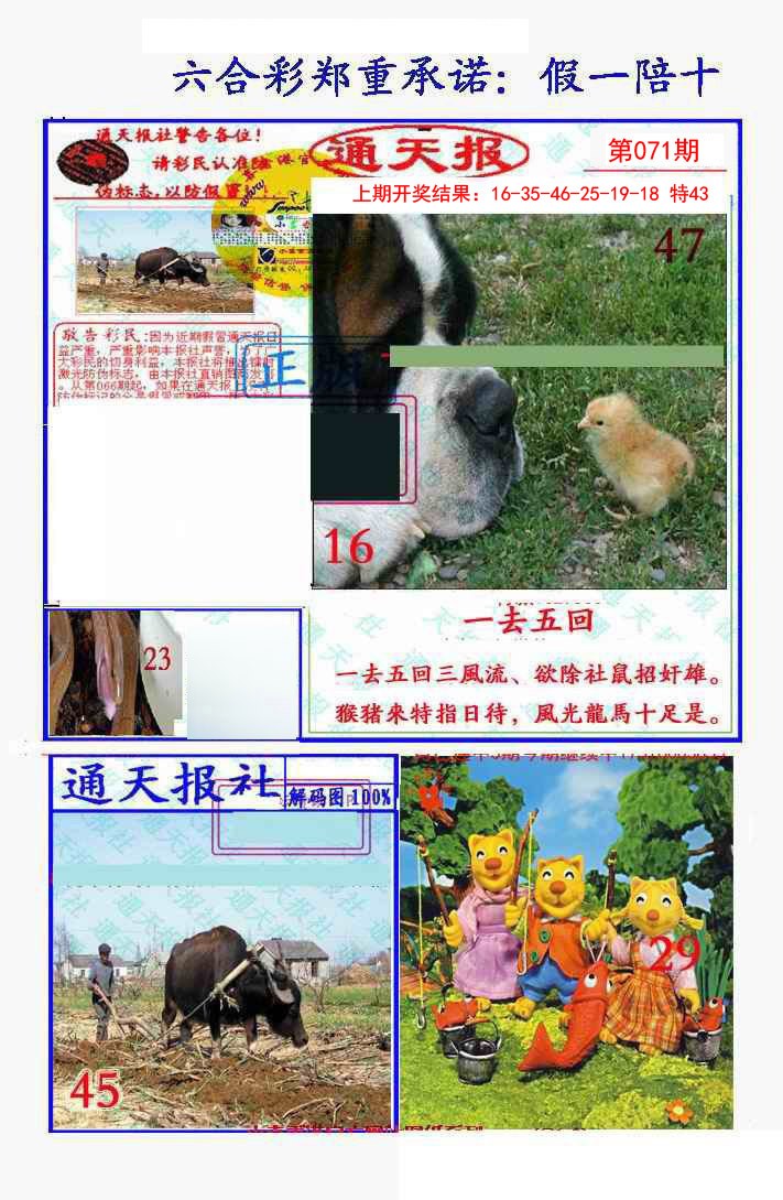2025071期假一陪十通天报